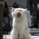 Gatto Bianco