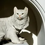 מלון Gatto Bianco קאפרי