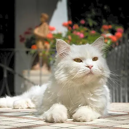 Gatto Bianco 4* Capri
