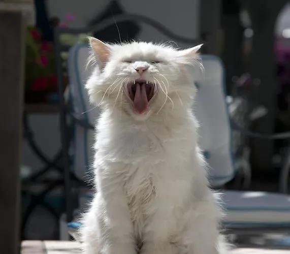 Gatto Bianco