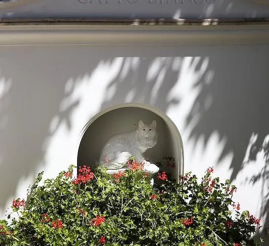 Gatto Bianco ホテル 4*